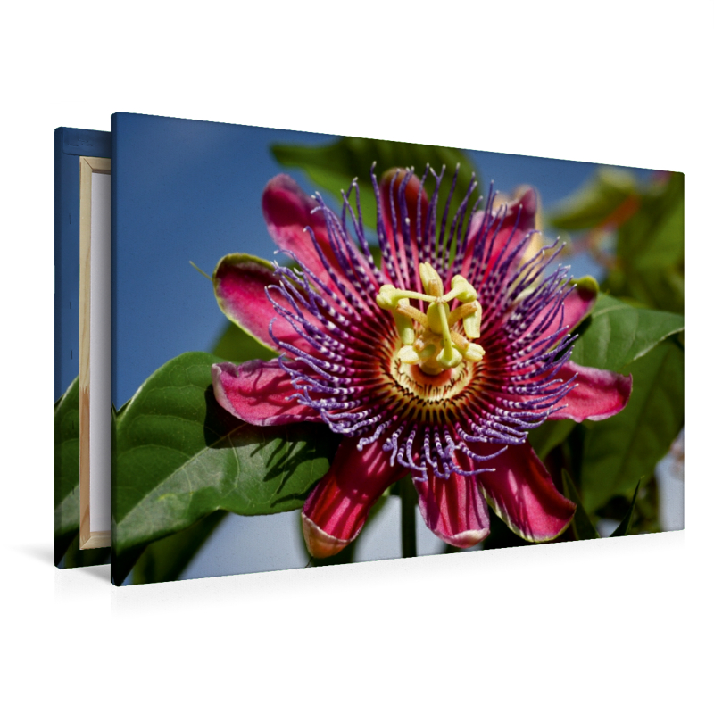 Passiflora - Passionsblume