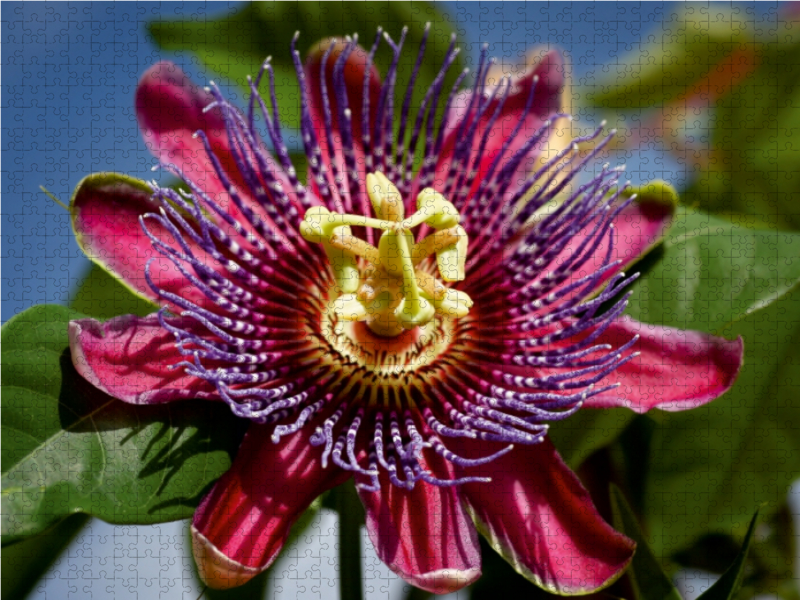 Passiflora - Passionsblume