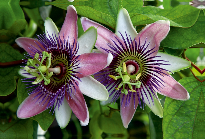 Passiflora belotii ´Kaiserin Eugenie` x