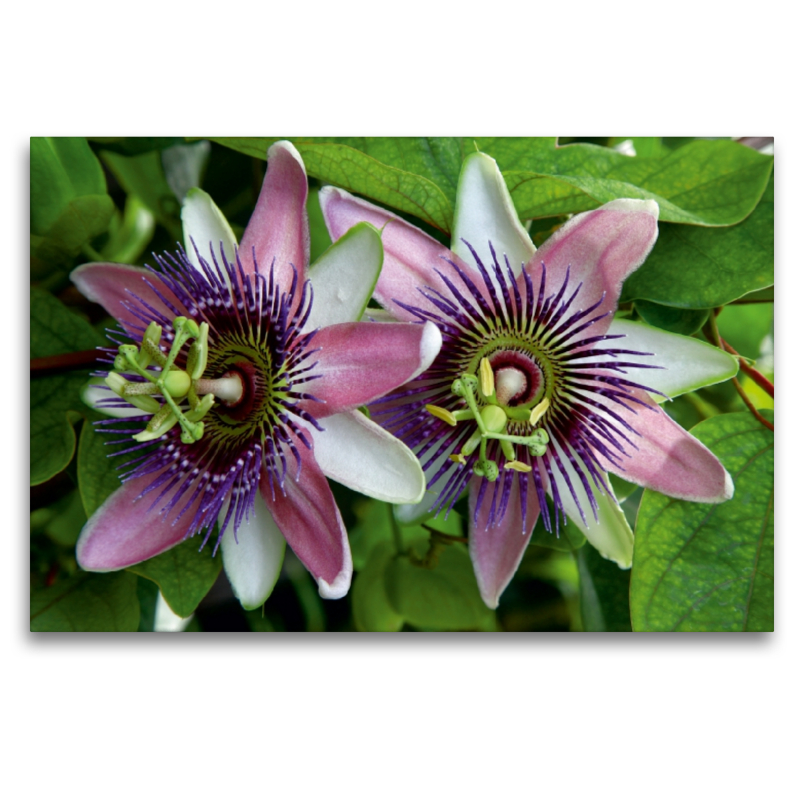 Passiflora belotii ´Kaiserin Eugenie` x