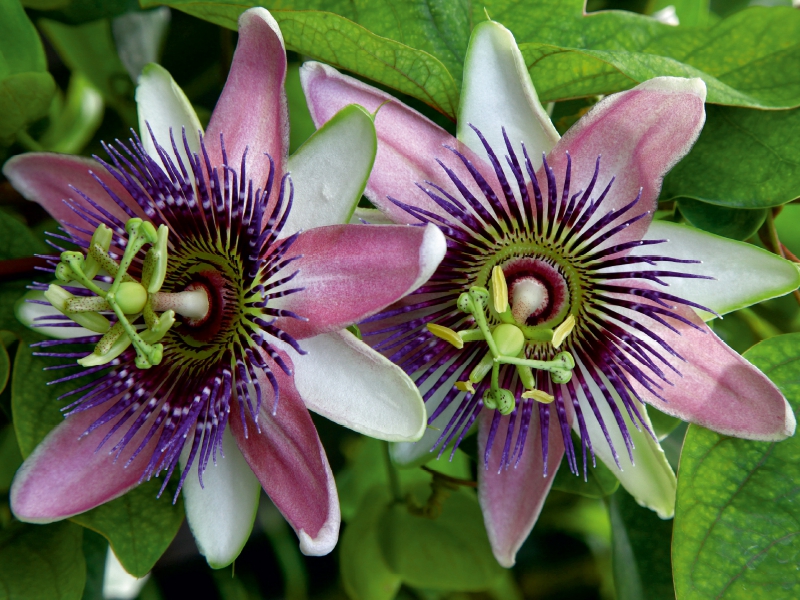 Passiflora belotii ´Kaiserin Eugenie` x