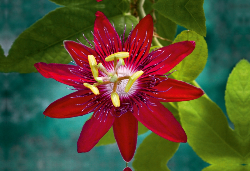 Passiflora Lady Margaret