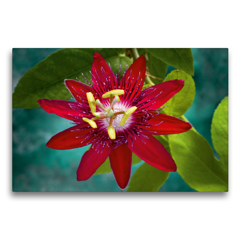 Passiflora Lady Margaret