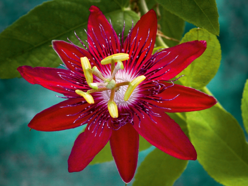 Passiflora Lady Margaret