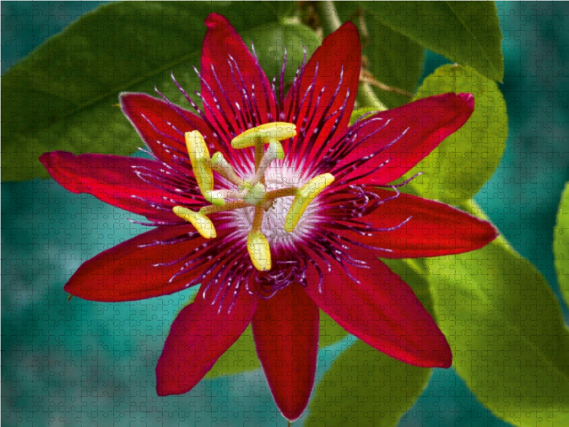 Passiflora Lady Margaret