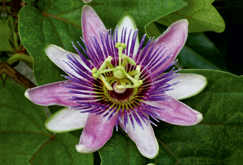 Passiflora 'Kaiserin Eugenie'