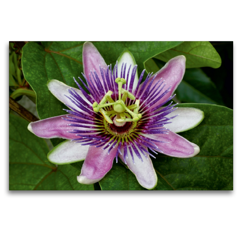 Passiflora 'Kaiserin Eugenie'