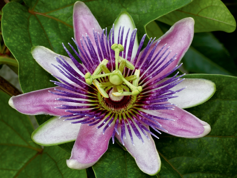 Passiflora 'Kaiserin Eugenie'