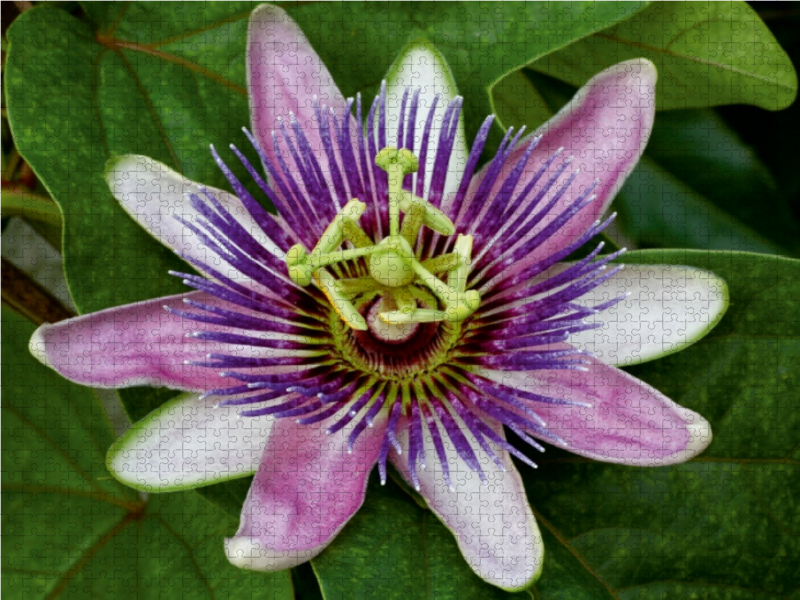 Passiflora 'Kaiserin Eugenie'