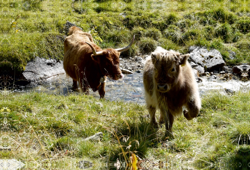 Scottish Highland Kälber spielen am Bach