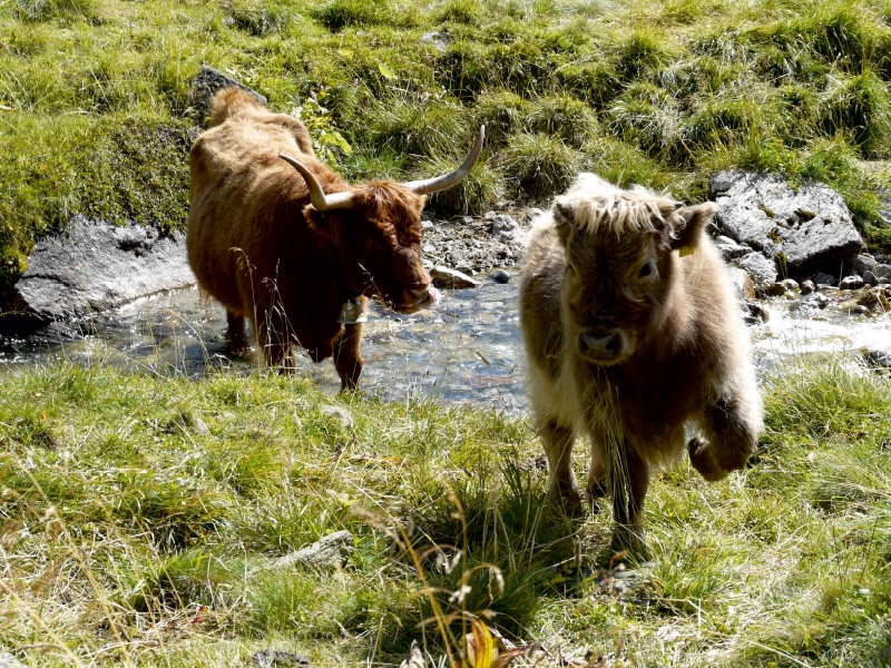 Scottish Highland Kälber spielen am Bach