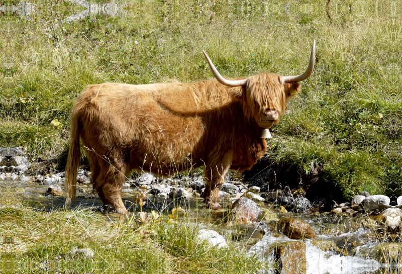 Scottish Highland Kuh stehend im Bach