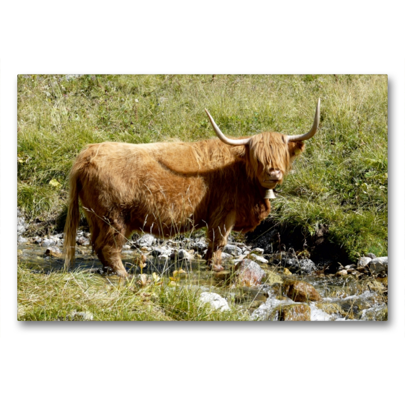 Scottish Highland Kuh stehend im Bach