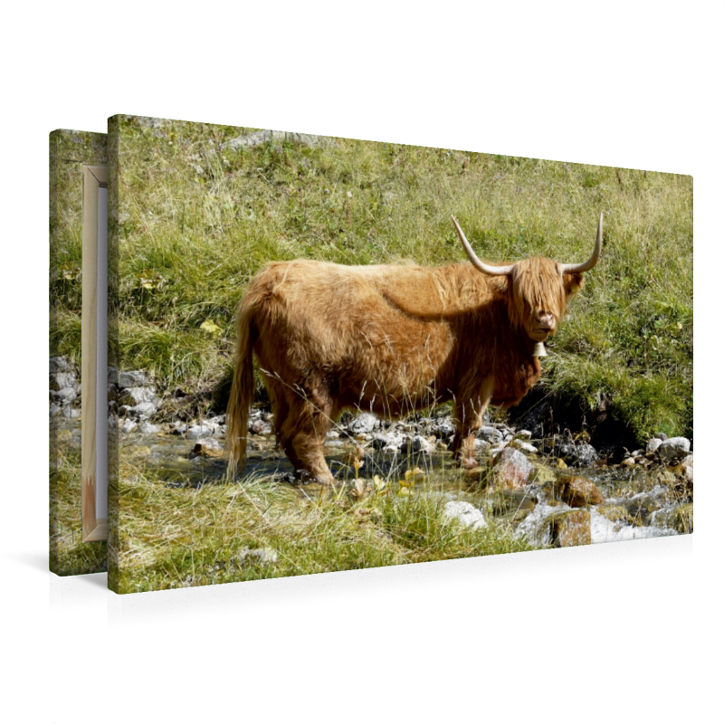 Scottish Highland Kuh stehend im Bach