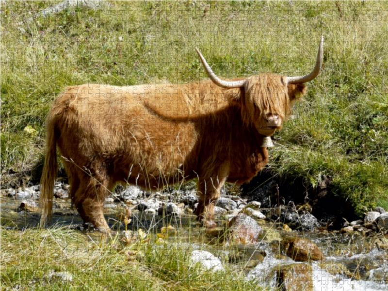 Scottish Highland Kuh stehend im Bach