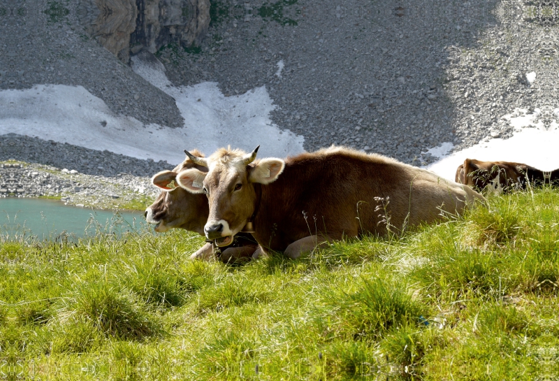 Tiroler Braunvieh wiederkäuend auf der Alm