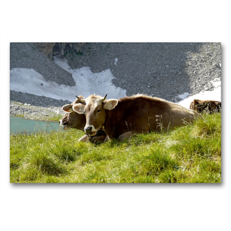 Tiroler Braunvieh wiederkäuend auf der Alm