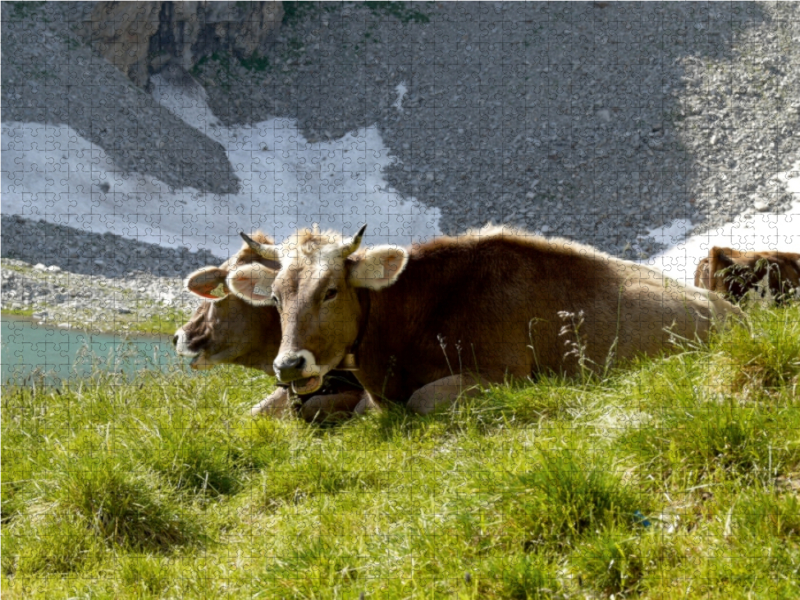 Tiroler Braunvieh wiederkäuend auf der Alm