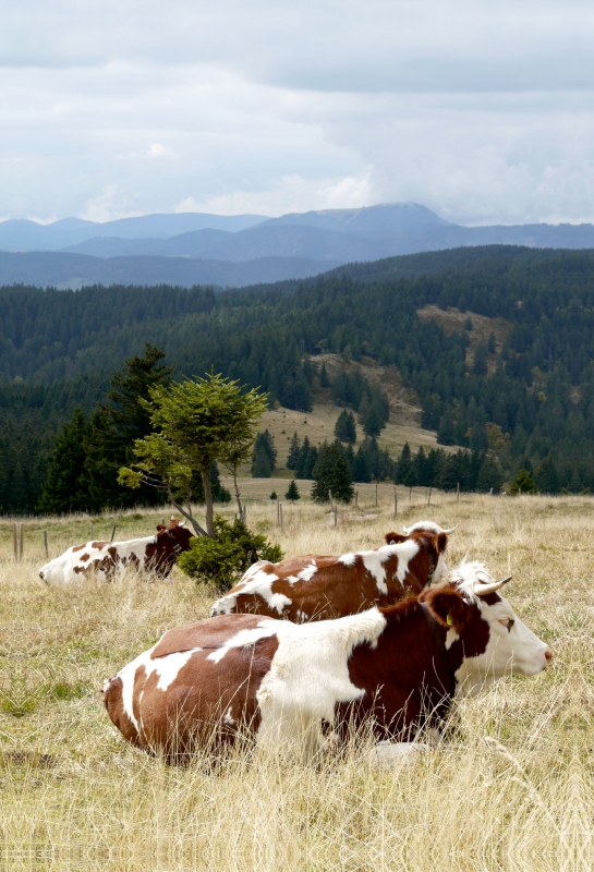 Blick zum Belchen und Fleckvieh beim Wiederkäuen