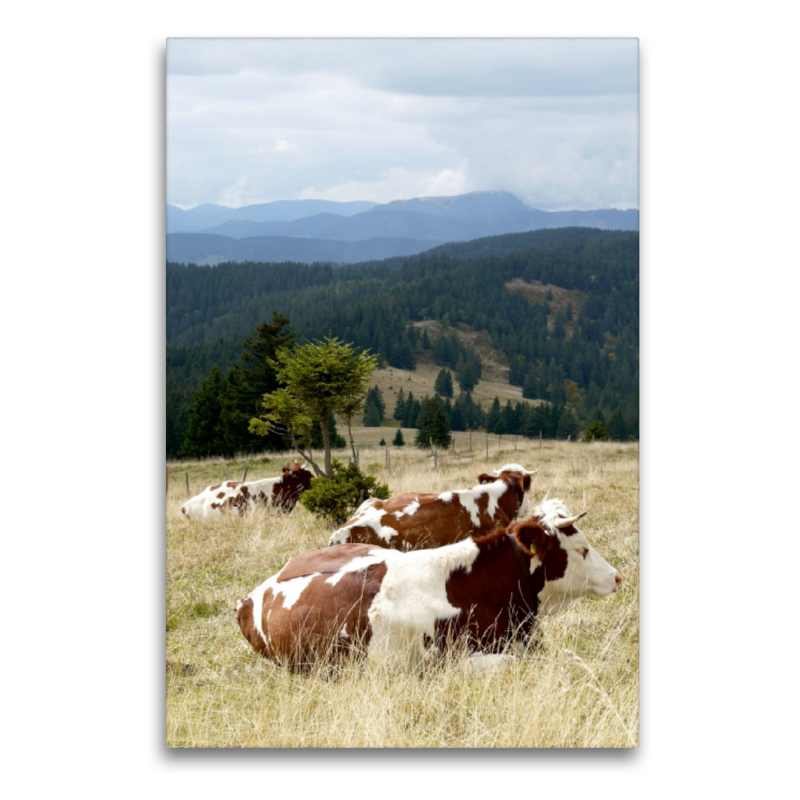 Blick zum Belchen und Fleckvieh beim Wiederkäuen