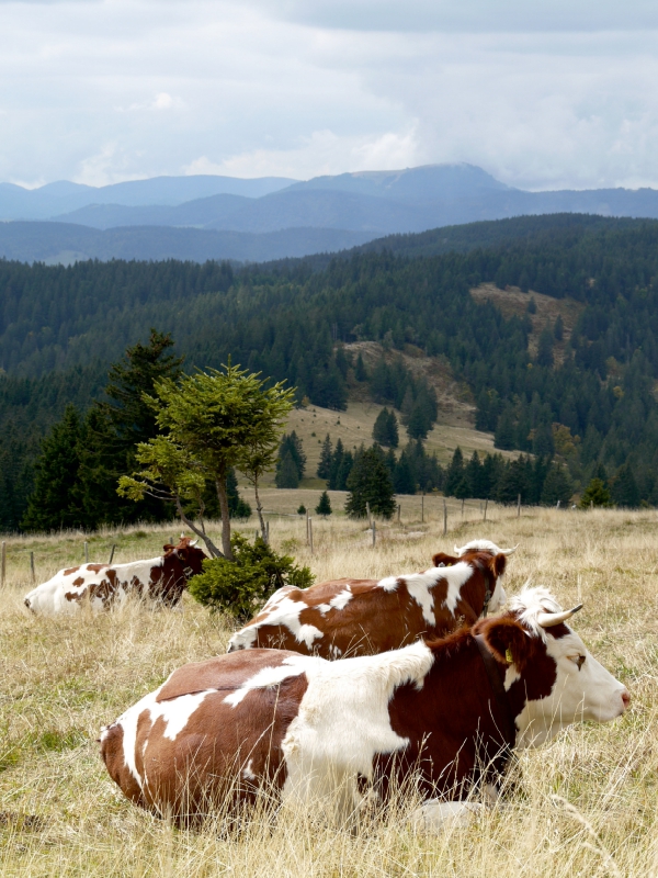 Blick zum Belchen und Fleckvieh beim Wiederkäuen