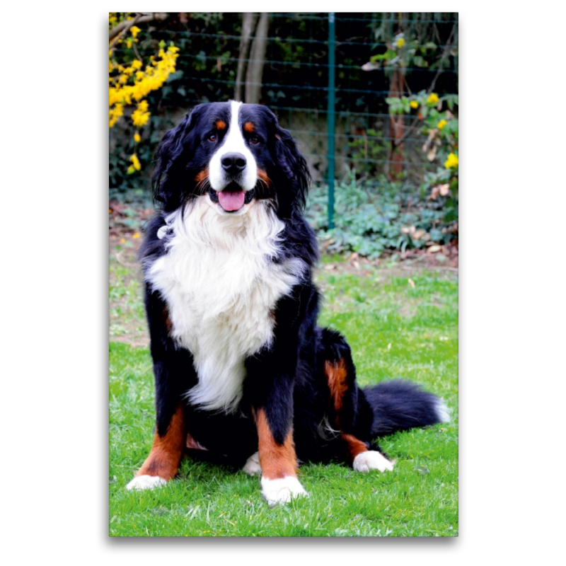 Ein Motiv aus dem Kalender BÄR - Der Berner Sennenhund