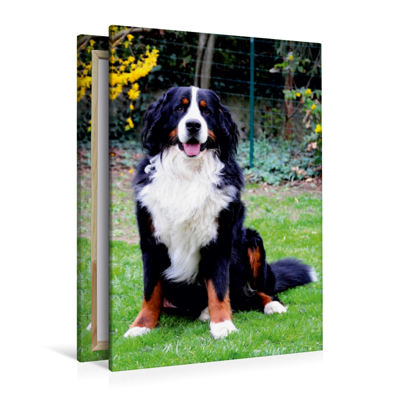 Ein Motiv aus dem Kalender BÄR - Der Berner Sennenhund