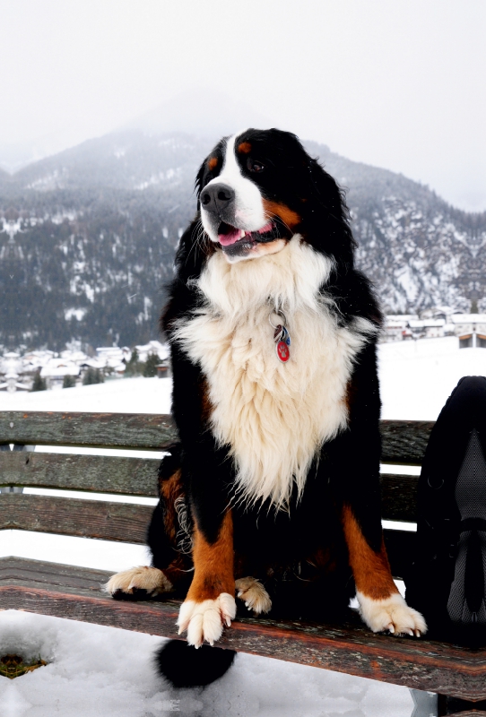 Ein Motiv aus dem Kalender BÄR - Der Berner Sennenhund