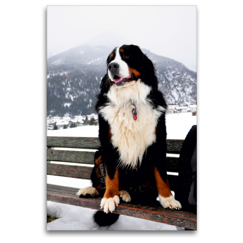 Ein Motiv aus dem Kalender BÄR - Der Berner Sennenhund