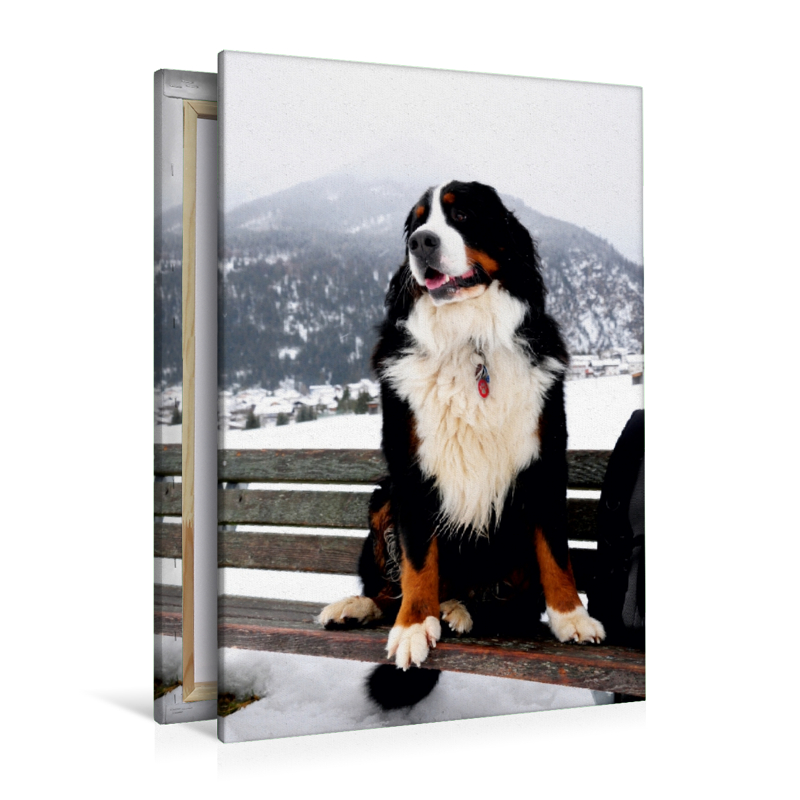 Ein Motiv aus dem Kalender BÄR - Der Berner Sennenhund