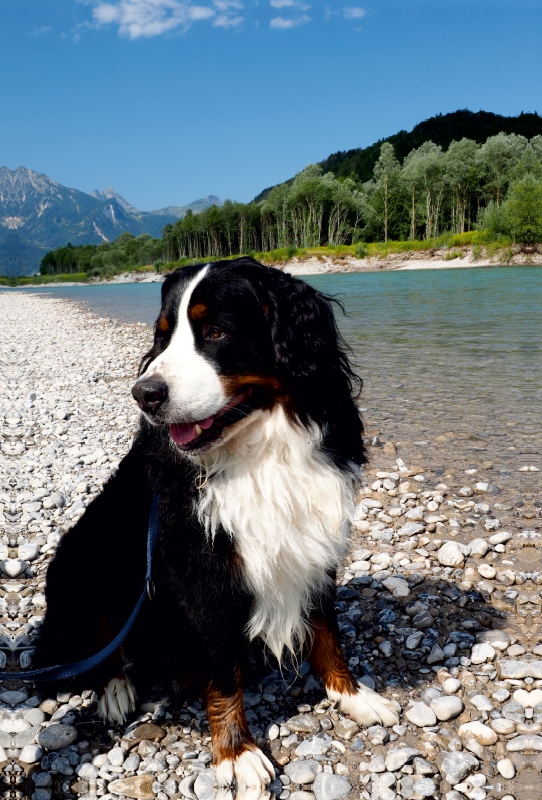 Ein Motiv aus dem Kalender BÄR - Der Berner Sennenhund