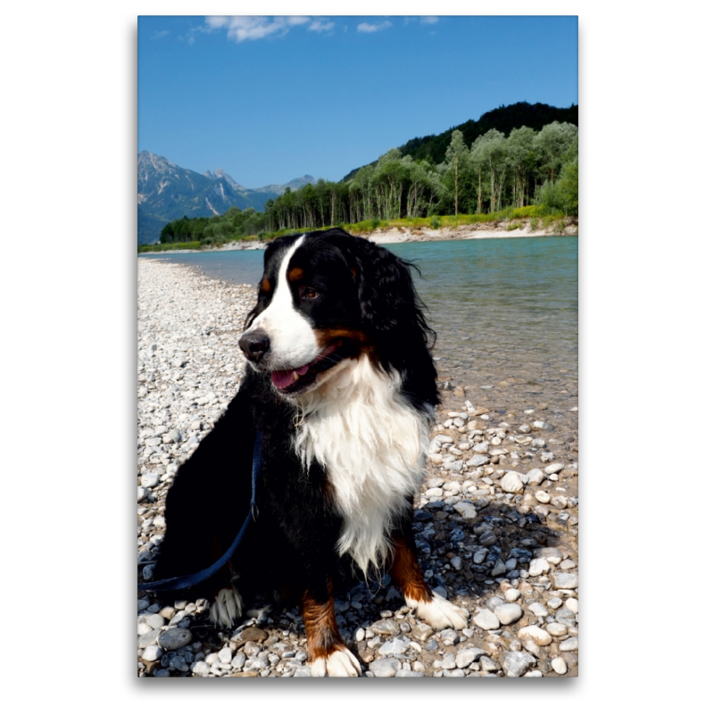 Ein Motiv aus dem Kalender BÄR - Der Berner Sennenhund