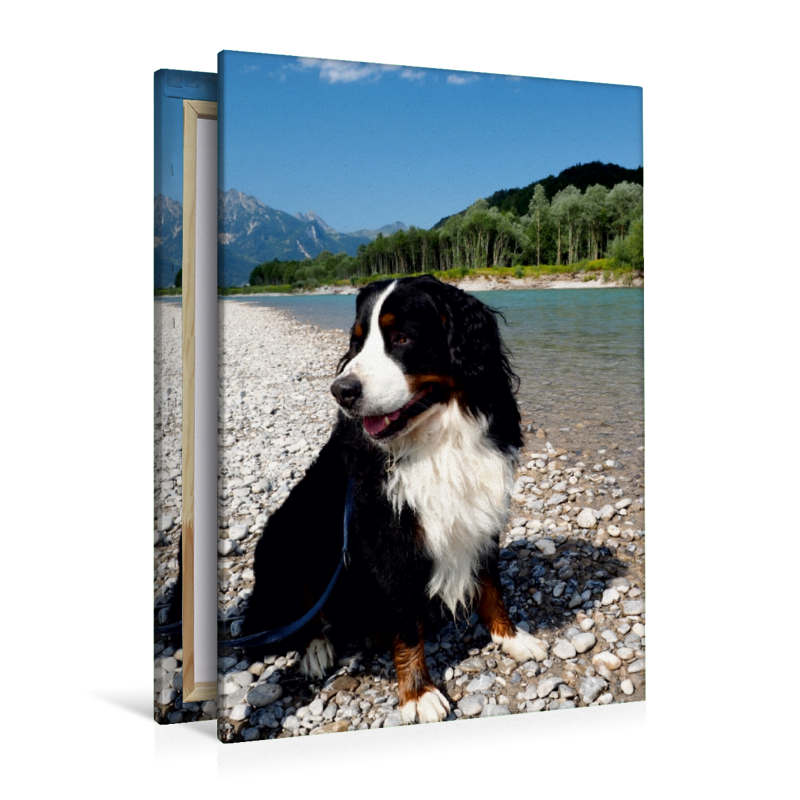 Ein Motiv aus dem Kalender BÄR - Der Berner Sennenhund