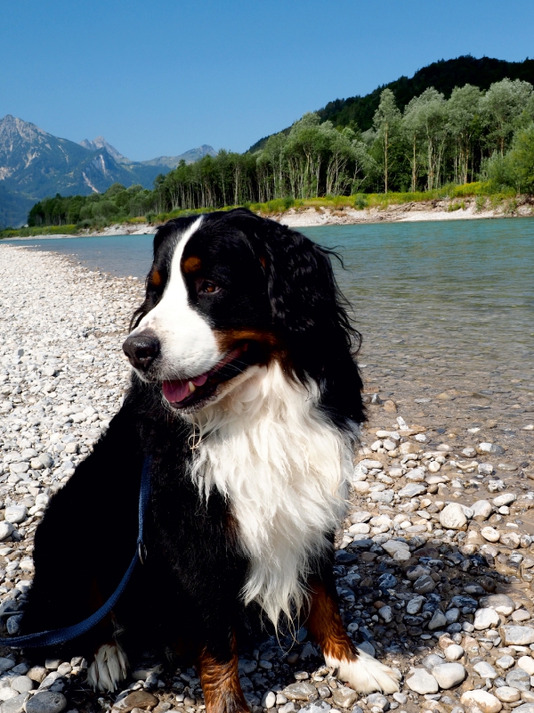 Ein Motiv aus dem Kalender BÄR - Der Berner Sennenhund