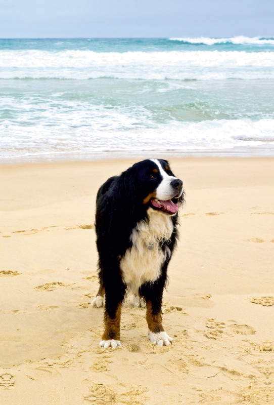 Ein Motiv aus dem Kalender BÄR - Der Berner Sennenhund