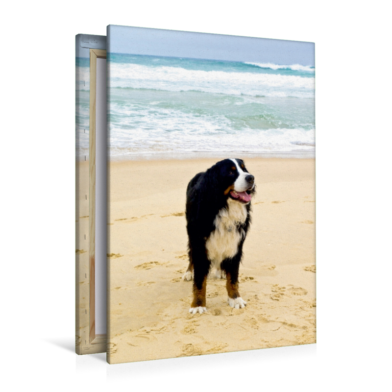 Ein Motiv aus dem Kalender BÄR - Der Berner Sennenhund