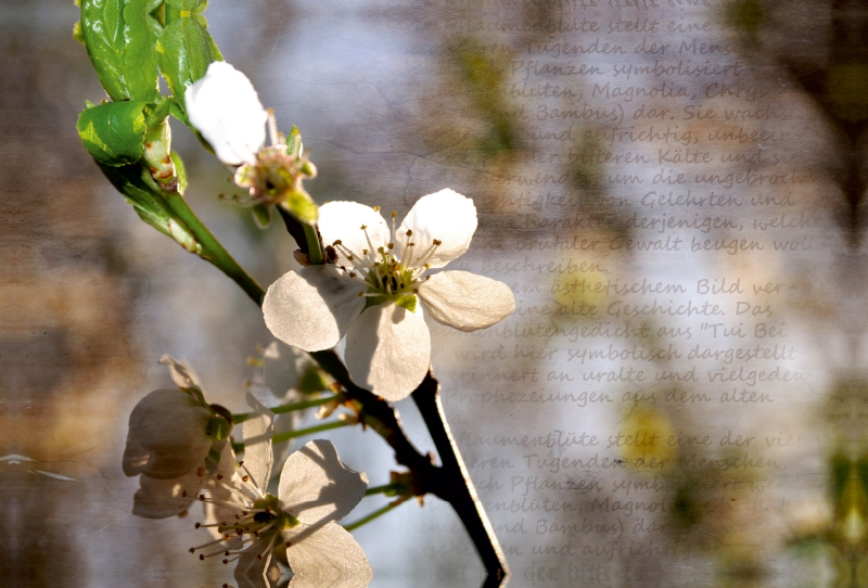 Pflaumenblüte