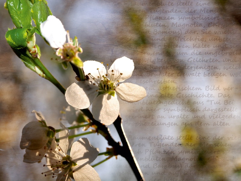 Pflaumenblüte