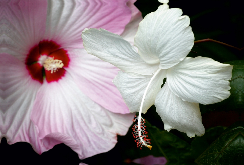 Hibiscus Moscheutos und Hibiscus Swan Lake