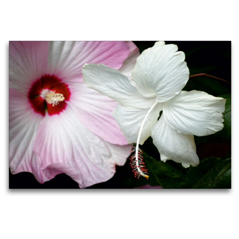 Hibiscus Moscheutos und Hibiscus Swan Lake