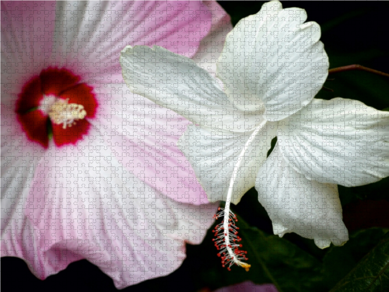 Hibiscus Moscheutos und Hibiscus Swan Lake