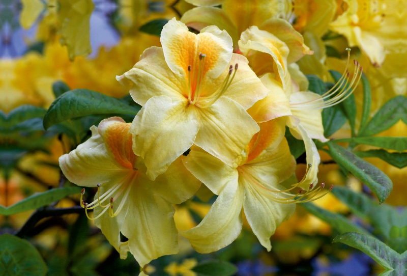 Gelber Rhododendron