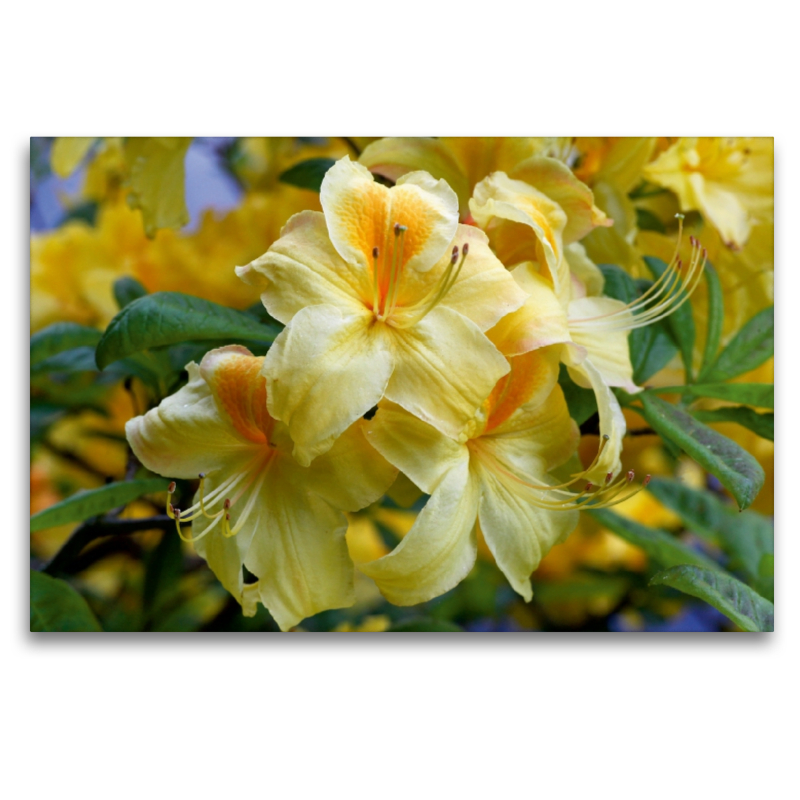 Gelber Rhododendron