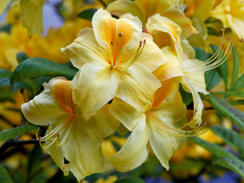 Gelber Rhododendron