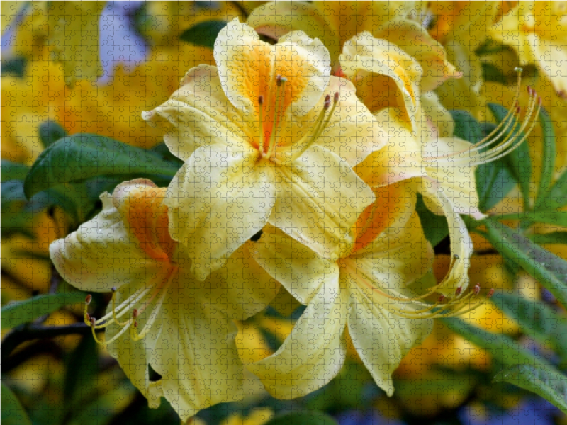 Gelber Rhododendron