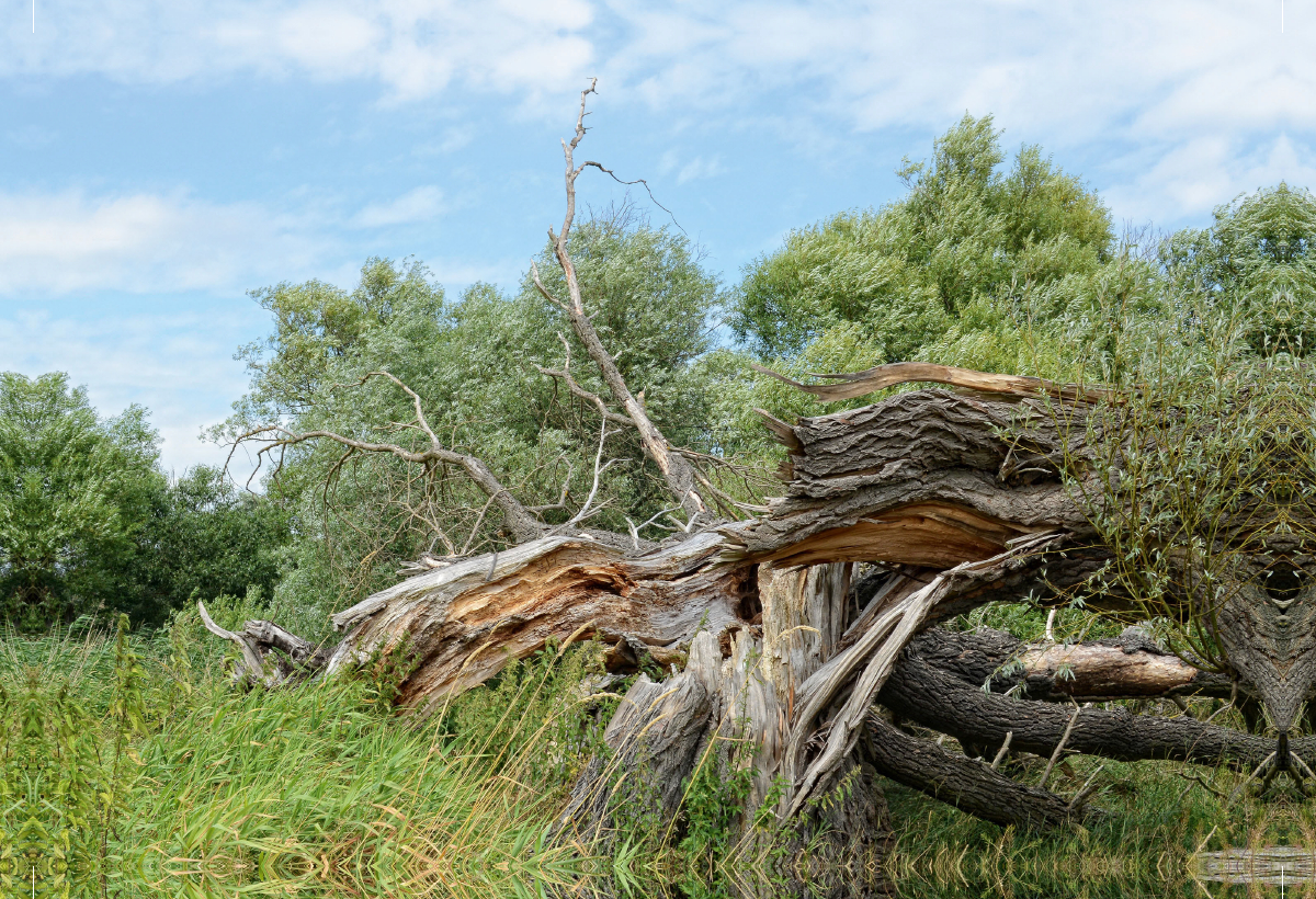 Alte Weide vom Sturm zerbrochen