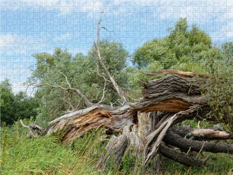 Alte Weide vom Sturm zerbrochen