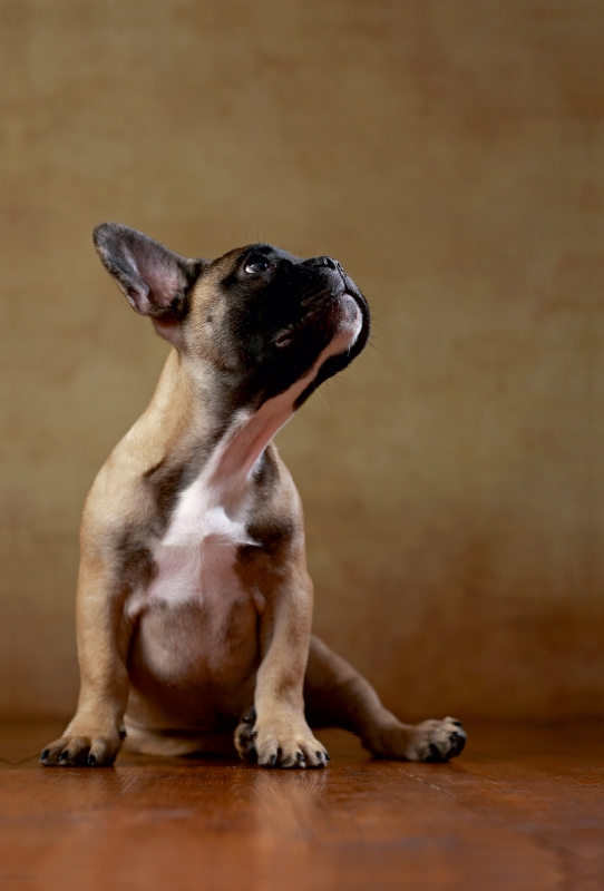 Rocky - Französische Bulldogge, 16 Wochen