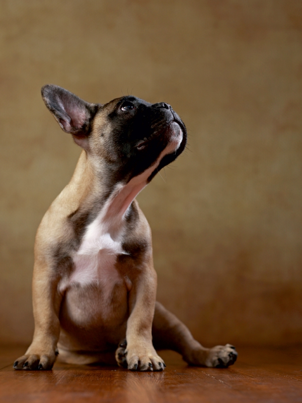 Rocky - Französische Bulldogge, 16 Wochen