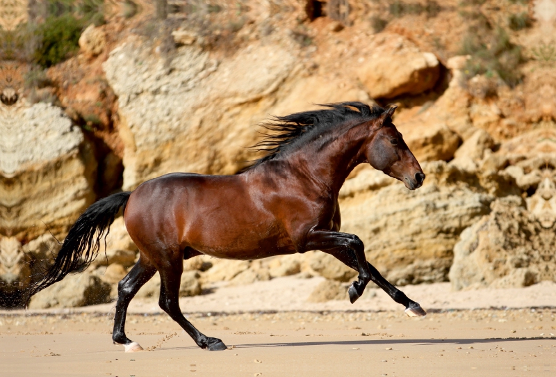 Ein Motiv aus dem Kalender Caballos Spanische Pferde 2017